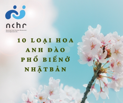 10 LOẠI HOA  ANH ĐÀO PHỔ BIẾN Ở NHẬT BẢN