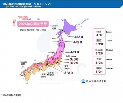 Nhật Bản mùa xuân – Cập nhật lịch ngắm hoa anh đào mới nhất 2026